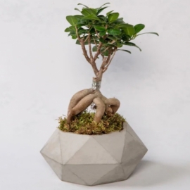 Marmaris Çiçekçi Beton Saksıda Ficus Ginseng Bonsai