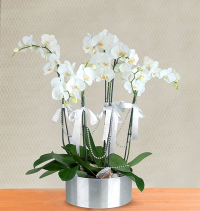 5 Dal Beyaz Orkide Aranjmanı Resim 1