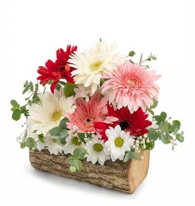 casablanca gerbera buketi Çiçeği & Ürünü Doğal Ahşap Kütükte Gerbera ve Papatyalar 