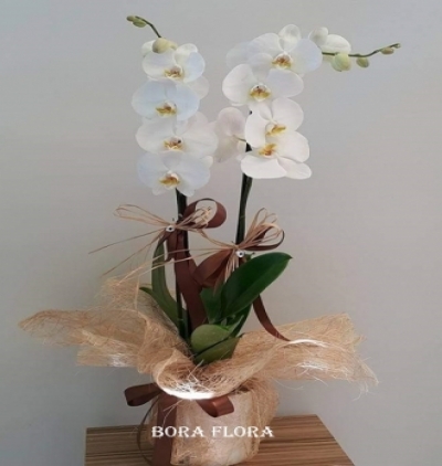2 Dal Beyaz Orkide Çiçeği Resim 1