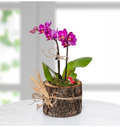 Mini Orkide Resim 1