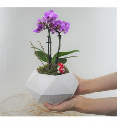 Özel renkler gül buketi Çiçeği & Ürünü Geometrik Saksıda Mini Orkide 