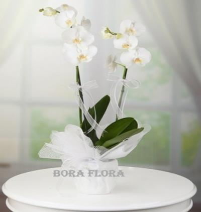 Çift Dal Beyaz Orkide Resim 2