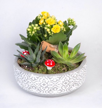 my sunshine  Çiçeği & Ürünü Beton Saksıda Kalanchoe, Howartia Concolor ve Echeveria Hookeri 