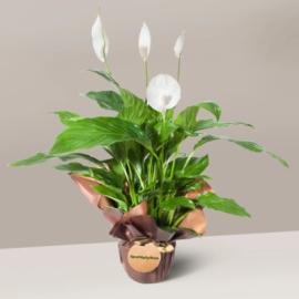 Marmaris Çiçekçi Barış Çiçeği (Spatifilyum