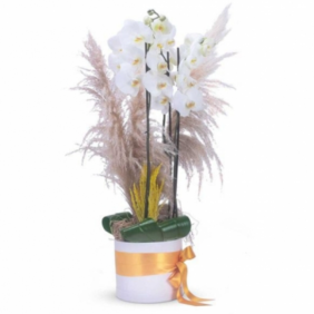 Marmaris Çiçekçi Beyaz Orkide Tasarımı pampas