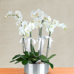  Marmaris Çiçekçiler 5 Dal Beyaz Orkide Aranjmanı