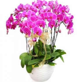  Marmaris Çiçek Gönder Mor Orkideler