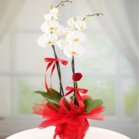  Marmaris Çiçek Siparişi Tek Güllü Orkide ÇİFT DALLI
