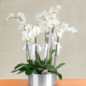  Marmaris Çiçekçiler 6 Dal Beyaz Orkide Aranjmanı