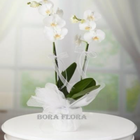  Marmaris Çiçek Çift Dal Beyaz Orkide