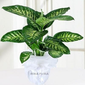  Marmaris Çiçek Siparişi Dieffenbachia- Tropic Snow