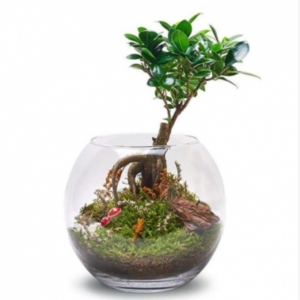  Marmaris Çiçekçiler - Akvaryum camda ginseng bonsai