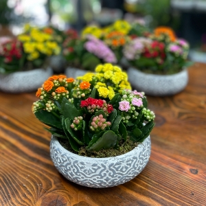  Marmaris Çiçek - Mini kalanşo bahçesi