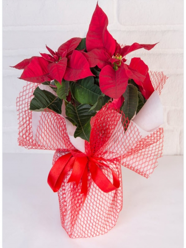  Marmaris Çiçek Gönder - Ponsetya Çiçeği