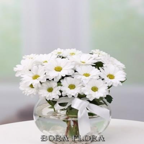  Marmaris Çiçekçiler Fanusta Beyaz Papatyalar